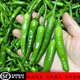 辰朵順豐到家 湖南正宗樟樹(shù)港新鮮辣椒蔬菜微辣岳陽(yáng)辣椒樟樹(shù)港辣椒 3斤 精選裝