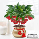 富貴籽盆栽黃金萬(wàn)兩植物帶果子紅果客廳招財室內好養懶人花卉綠植 富貴籽【財源滾滾盆】（暫青果）