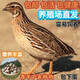 鵪鶉活鳥(niǎo)苗天天下蛋繁殖鵪鶉幼苗活物養(yǎng)小雞苗黃羽沙維鵪鶉雞活體 2公6母【精品繁殖組】