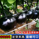 黑圓茄子種子紫黑色圓茄種籽春夏播庭院菜地陽(yáng)臺盆栽蔬菜種子大全 黑圓茄種子【1包 約50?！? title=