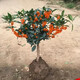 御春閣 桂花樹(shù)苗盆栽植物庭院花卉觀(guān)花植物室內帶花四季桂嫁接濃香盆景 狀元紅 4年苗【開(kāi)花多】