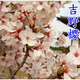 納邦正宗日本櫻花樹苗櫻花小苗庭院地栽盆栽花樹園林植物風(fēng)景樹 吉野櫻 0.5cm左右直徑