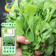 鳳鳴雅世豌豆尖種子豌豆芽苗菜大葉豌豆苗甜豌豆胖小吖豌豆尖種子100克
