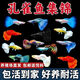 寵以沫孔雀魚(yú)純種寵物魚(yú)公母淡水熱帶繁殖下崽觀(guān)賞魚(yú)小型鳳尾魚(yú)胎生雜袍 【多種孔雀混發(fā)】8條備損1對 (2-4cm)漁場(chǎng)直銷(xiāo):包活到家