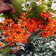桂花樹(shù)苗桂花苗盆栽金桂四季桂室內外濃香型陽(yáng)臺花卉綠植庭院盆景 狀元紅濃香型 3年苗當年開(kāi)花