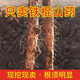 懷先生【原產地直發(fā)】【順豐快遞】河南焦作壚土鐵棍山藥淮山懷山藥5斤 長度50cm 5斤