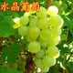 博雅錕水晶葡萄樹(shù)苗葡萄苗易活易結果盆栽地栽陽(yáng)臺爬藤耐寒南方北種植 五年苗結果多小豐產(chǎn)