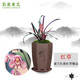 劉閣蘭花蘭花苗四季蘭紅荷紅草精品 現(xiàn)帶花苞室內(nèi)外綠植蘭草花卉盆栽 3苗連體帶花苞