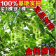 春枝韻青錢(qián)柳樹(shù)苗金錢(qián)柳樹(shù)苗野生青錢(qián)柳種苗搖錢(qián)樹(shù)苗青錢(qián)柳樹(shù)苗 6年苗樹(shù)苗粗壯【買(mǎi)1棵+1棵】 其他