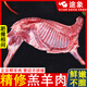 途象【多肉半羊特價(jià)】原切農家羔羊山羊新鮮羊排羊腿家庭火鍋鮮嫩羊肉 帶骨去皮【原切鮮】多肉羊排十斤