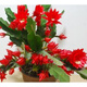 令箭荷花 盆栽花卉室內(nèi)綠植 仙人掌多肉植物 葉片扦插苗 帶根發(fā)貨 大紅色 不含盆