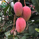 三得農 芒果苗 金煌芒芒果樹(shù)苗 庭院盆栽嫁接果樹(shù)苗 紅貴妃芒果苗 3年苗紅貴妃芒果苗