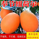 渝奉順豐正宗重慶奉節臍橙薄皮大果現摘孕婦水果新鮮當季10斤20甜橙子 【超大果-85】紐荷爾/推薦款 帶箱子20斤