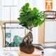 綠有意大榕樹(shù)盆景辦公室內桌面客廳綠植花卉四季常青小榕樹(shù)盆栽易活植物 大號30-40厘米高 不含盆