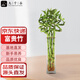 九千谷富貴彎竹轉(zhuǎn)運(yùn)竹節(jié)節(jié)高開(kāi)運(yùn)竹水培70cm高10根不含瓶源頭直發(fā)