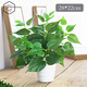 水木然水木然仿真綠蘿葉高密度盆栽假花塑料人造綠植室內外落地盆景送盆