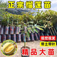 榴蓮果樹(shù)苗泰國(guó)榴蓮苗南北種植貓山王金枕黑刺榴蓮苗當(dāng)年結(jié)果 金枕榴蓮 8年嫁接苗1.5米高【次年結(jié)果】