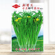 壽禾 四九菜心種子廣東甜菜心紅菜苔白洪山菜薹綠菜芯春冬秋季蔬菜籽 十月柳葉菜心種子 10g/耐寒耐病
