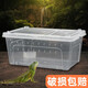茨格曼獨(dú)角仙飼養(yǎng)盒寄居蟹飼養(yǎng)箱守宮爬寵角蛙甲蟲烏龜專用箱 中號(hào)