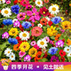 播種心情室外庭院花卉組合種子多年生四季陽臺(tái)種子花籽孑 高檔野花組合種子1000粒