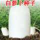 九斤王大白蘿卜種子秋季庭院陽(yáng)臺盆栽易種植白蘿卜蔬菜種子大全 白蘿卜種子【1包 約300?！? title=