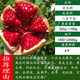 櫻霞突尼斯軟籽石榴樹(shù)樹(shù)苗石榴特大無(wú)籽苗當年結果地栽庭院臨潼果樹(shù)大 突尼斯軟籽五年苗