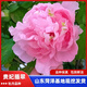 牡丹花苗盆栽正宗菏澤帶花苞牡丹花種大苗纏枝重瓣花卉牡丹花樹苗 11貴妃插翠【菏澤發(fā) 帶芽包活 】