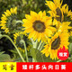 觀賞向日葵種子向日葵花種子大粒高產(chǎn)瓜子種子四季種植簡(jiǎn)雪高桿矮桿多頭向日葵種籽 矮桿多頭向日葵1斤
