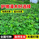 春枝韻葛藤種子葛根爬山虎牽牛花油麻藤山邊坡礦區(qū)綠化護坡爬藤植物種籽 葛藤種子1斤