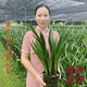 玫絢年宵花卉土連體苗濃香型蘭花苗室內(nèi)盆栽花卉墨蘭建蘭好養(yǎng) 新手綠葉墨蘭 精品蘭花10苗整盆發(fā)貨送肥