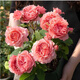 耐寒薔薇花苗爬藤四季開花室內(nèi)盆栽室外藤本月季玫瑰花卉易活植物 果凍 灌木 精品花苗 不含盆