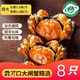 【活蟹】黃河口大閘蟹3.5公2.5兩母禮盒母蟹鮮活禮盒源頭直達(dá) 8只
