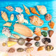 曦凰天然貝殼海螺殼海星珊瑚石兒童玩具裝飾擺件DIY卷貝魚寄居蟹 32個海螺不重復(3-12cm)