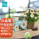 IAM City Farmer白晶菊 可降解盆栽環(huán)保 新手種植的植物好種易開(kāi)花種植盆栽10041