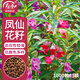 壽禾鳳仙花種子苗可盆栽四季花卉籽 中國鳳仙(混色)種子1000粒/袋x3