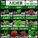 瘋狂水草（FKSC）魚(yú)缸水草真水草凈化底部水草坨草水榕皇冠草趴地矮珍珠直接入缸 直接入缸水草【10棵】適合70-80cm缸