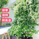花翁風(fēng)車茉莉盆栽絡(luò)石藤垂絲爬藤花卉綠植白色1.2-1.5米源頭直發(fā)