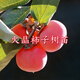 陜西臨潼火晶柿子樹(shù)苗嫁接軟甜無(wú)核柿子苗南北方庭院盆栽地栽種植 火晶柿子樹(shù)苗 6年精品苗【果實(shí)多多】1棵