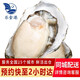 樂(lè )食港【活鮮】樂(lè )食港 鮮活生蠔5斤裝牡蠣 新鮮 生蠔 不可生食 5斤裝（10-14個(gè)）超大號