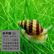 墨之瑤蘋果螺觀賞螺魚缸清潔除藻螺草缸工具黃金紫紋神秘螺水族淡水寵物 殺手螺4+1備損