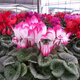 新品炫舞大花仙客來(lái)帶花發(fā)貨兔耳朵四季開(kāi)花陽(yáng)臺盆栽年宵花卉 仙客來(lái)  荷花 帶花發(fā)貨 不含盆