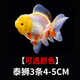 金魚（Jinyu）【精品高質(zhì)】百褶泰獅金魚活體淡水好養(yǎng)錦鯉國粹 泰獅3條4-5CM【可選顏色】