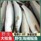 鮮活梭魚(yú)紅眼梭子魚(yú)新鮮烏鯔魚(yú)烏頭海捕海魚(yú)水產(chǎn)新鮮魚(yú)特大號 5斤裝 鮮凍梭魚(yú)支魚(yú)