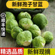 良知農(nóng)哥【順豐】新鮮孢子甘藍(lán) 西餐沙拉蔬菜食材迷你小寶菜小卷心菜輕食 3斤