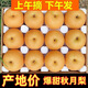 琦拉秋月梨9斤 山東萊陽新鮮現(xiàn)摘冰糖梨子當季時令孕婦水果整箱禮盒 秋月梨 5斤 帶箱 【精品果】