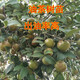 旭力湖南攸縣油茶樹(shù)苗出油率高大果當年結果基地直銷(xiāo)茶油樹(shù)山茶樹(shù) 嫁接四年苗70到1米（10棵） 其他