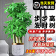 臨雅步步高發(fā)財樹(shù)三桿原生客廳大盆栽大型綠植喬遷新居辦公室開(kāi)業(yè)送禮 三桿步步高1.3-1.4米+金邊飛絲盆