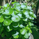 歌傳水養銅錢(qián)草籽種子四季播種水培植物花卉庭院陽(yáng)臺盆栽花種籽子 銅錢(qián)草100粒+2肥料