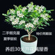 【濃香型】四季開(kāi)花九里香盆栽好養陽(yáng)臺花卉凈化空氣種植驅蚊清香 一年小苗高15-20公分【1棵】