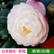 日本朝倉白色茶梅帶香味的山茶花盆栽稀有品種茶樹(shù)苗 朝倉茶梅 3年苗 不含盆